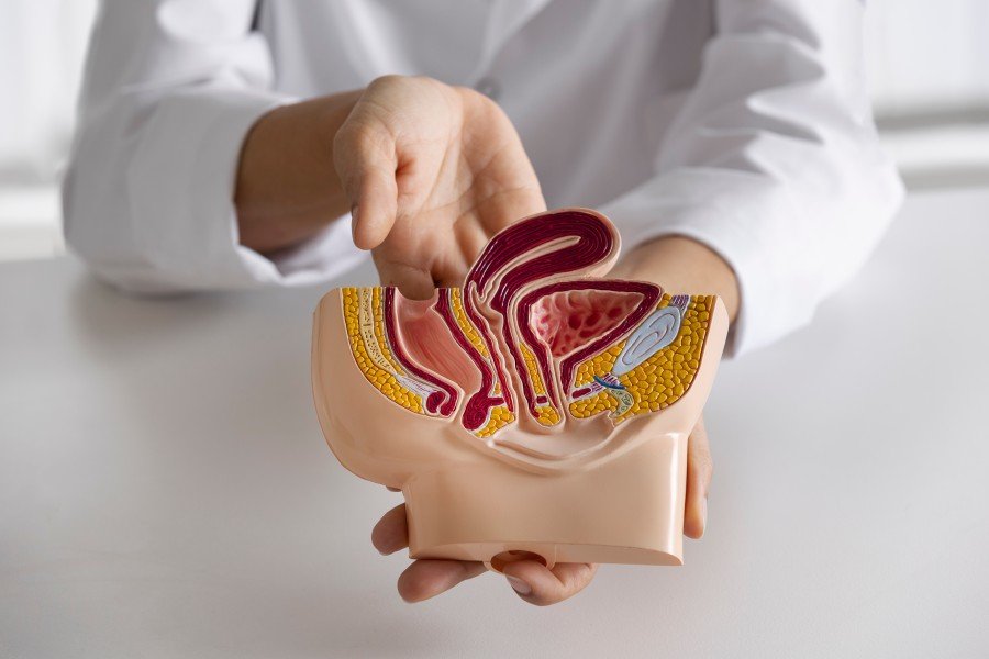 Doctor holding and explaining a detailed anatomical model of the female reproductive system.